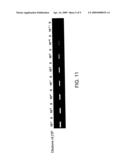 Methods and Kits for Detecting an Enzyme Capable of Modifying a Nucleic Acid diagram and image