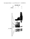 SELEX AND PHOTOSELEX diagram and image