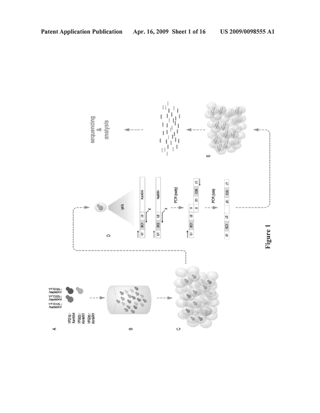 METHODS AND APPLICATIONS FOR STITCHED DNA BARCODES - diagram, schematic, and image 02