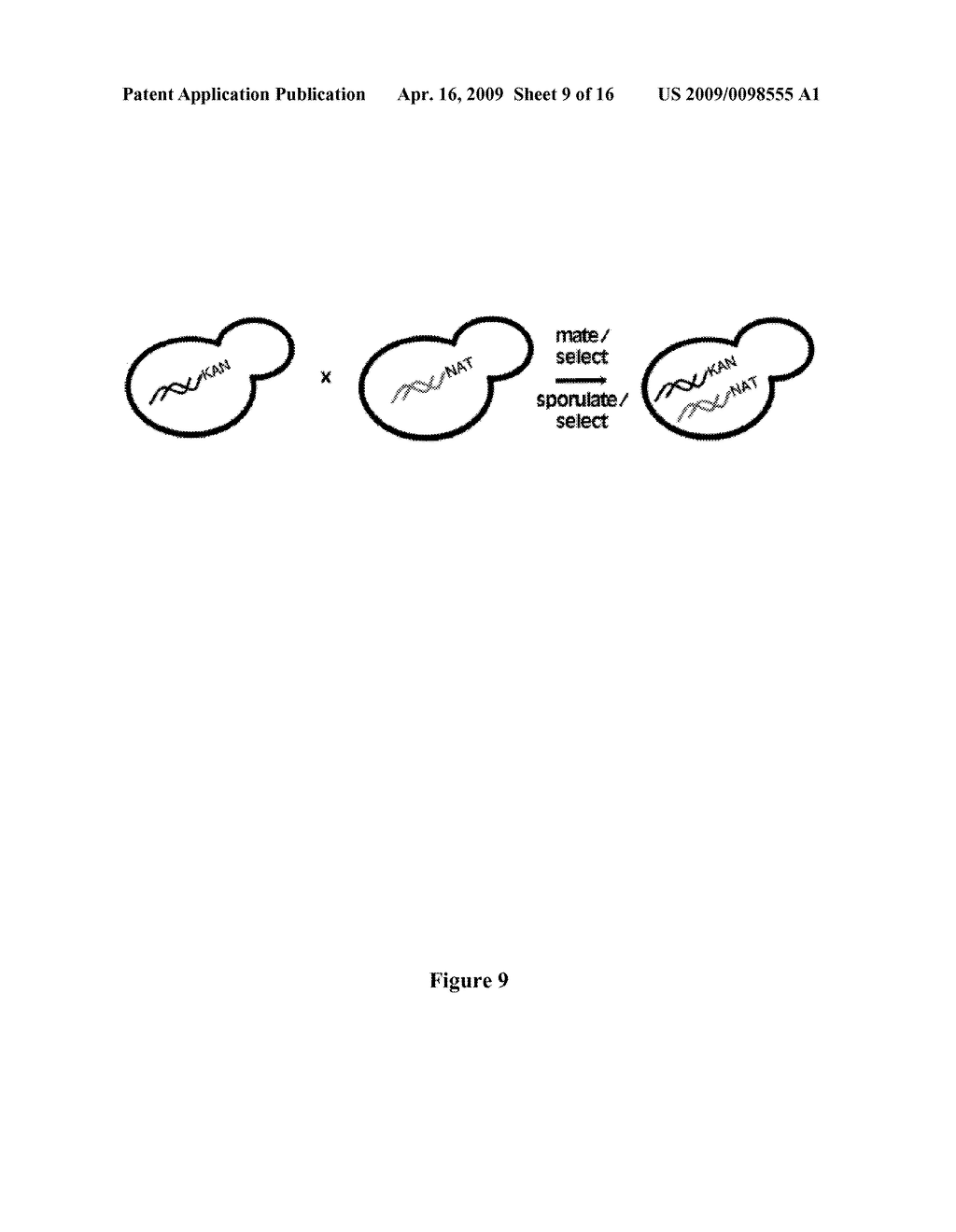 METHODS AND APPLICATIONS FOR STITCHED DNA BARCODES - diagram, schematic, and image 10