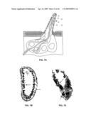 Nucleic acids and proteins of insect Or83b odorant receptor genes and uses thereof diagram and image