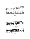 Nucleic acids and proteins of insect Or83b odorant receptor genes and uses thereof diagram and image