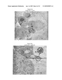 FUNCTIONALIZATION OF GOLD NANOPARTICLES WITH ORIENTED PROTEINS, APPLICATION TO THE HIGH-DENSITY LABELLING OF CELL MEMBRANES diagram and image