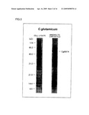 ASBESTOS DETECTION METHOD, ASBESTOS DETECTION AGENT, ASBESTOS DETECTION KIT, METHOD FOR SCREENING CANDIDATE FOR AGENT AIMING AT PREVENTING OR TREATING DISEASE FOR WHICH ASBESTOS IS CAUSATIVE OR WORSENING FACTOR diagram and image