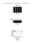 HUMAN T1R2 POLYPEPTIDE FUNCTIONAL ASSAYS diagram and image