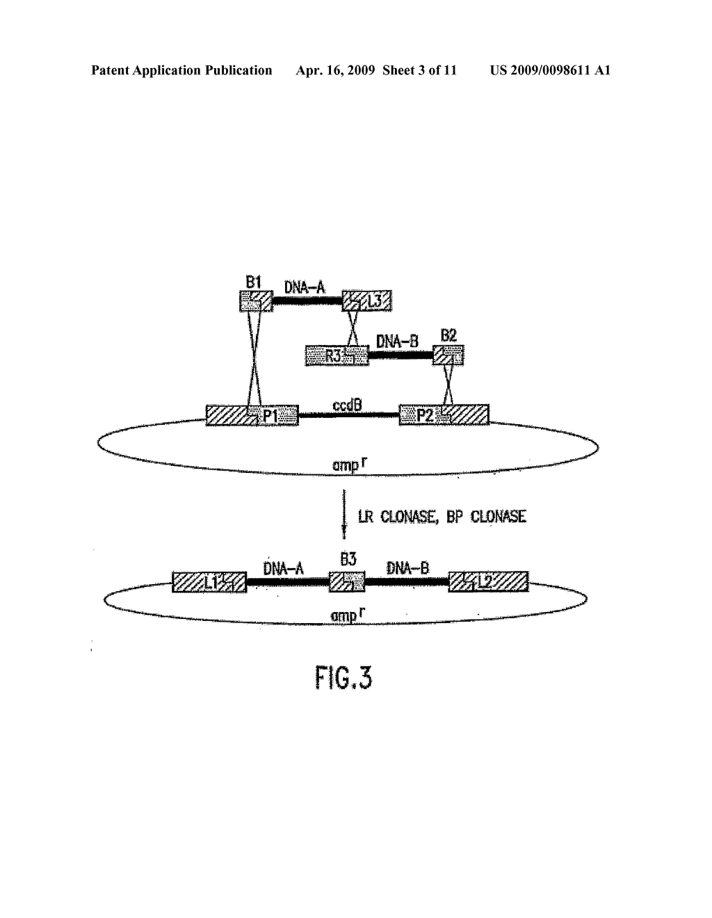 Self-cleaving affinity tags and methods of use - diagram, schematic, and image 04