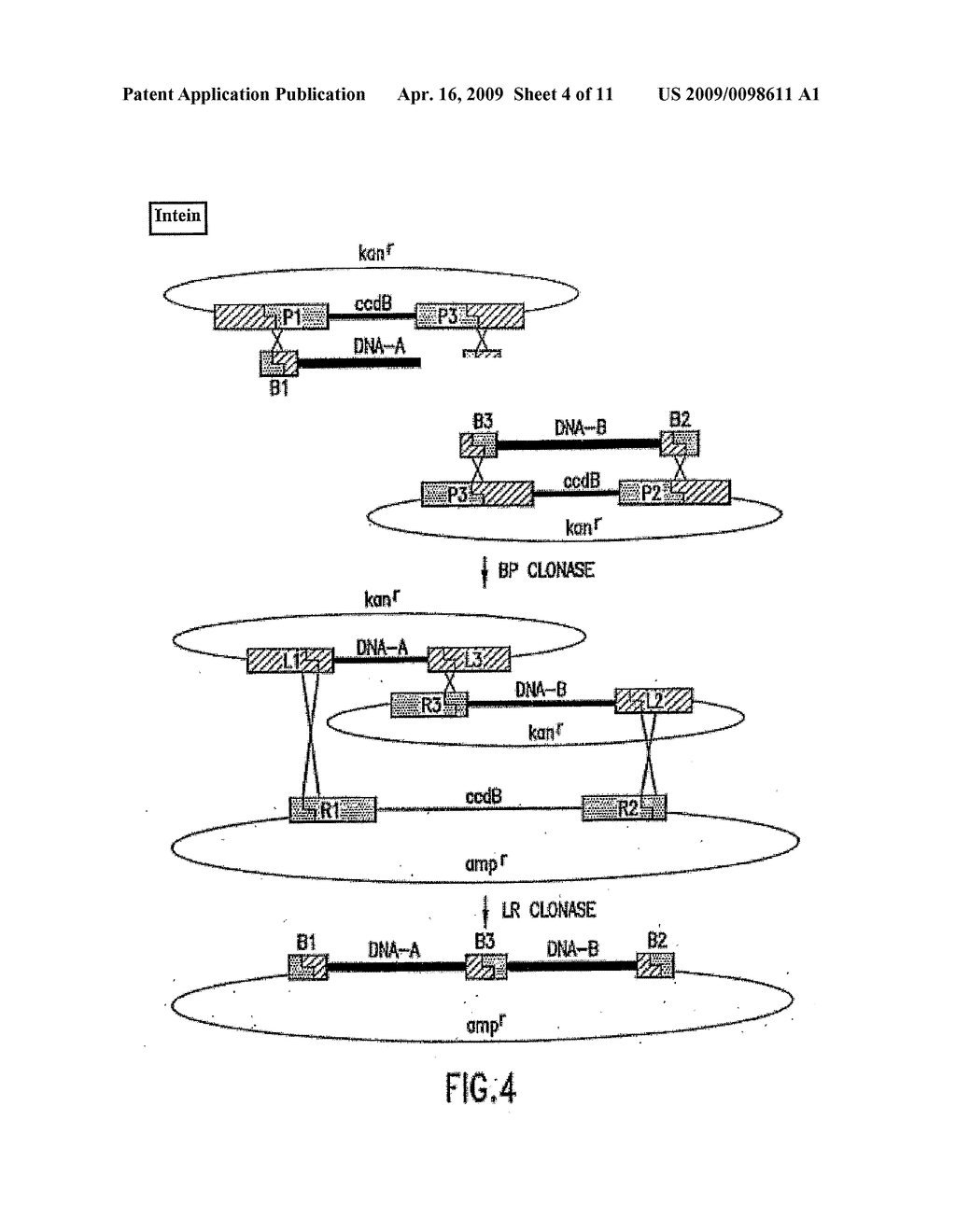 Self-cleaving affinity tags and methods of use - diagram, schematic, and image 05