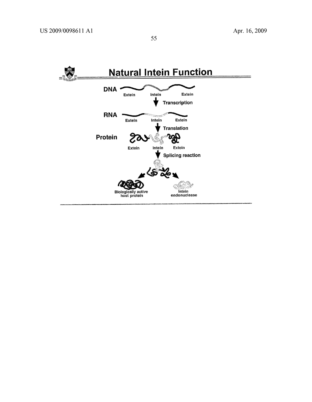 Self-cleaving affinity tags and methods of use - diagram, schematic, and image 67