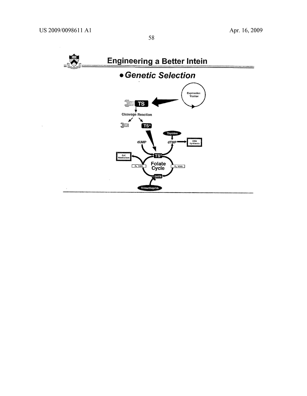 Self-cleaving affinity tags and methods of use - diagram, schematic, and image 70