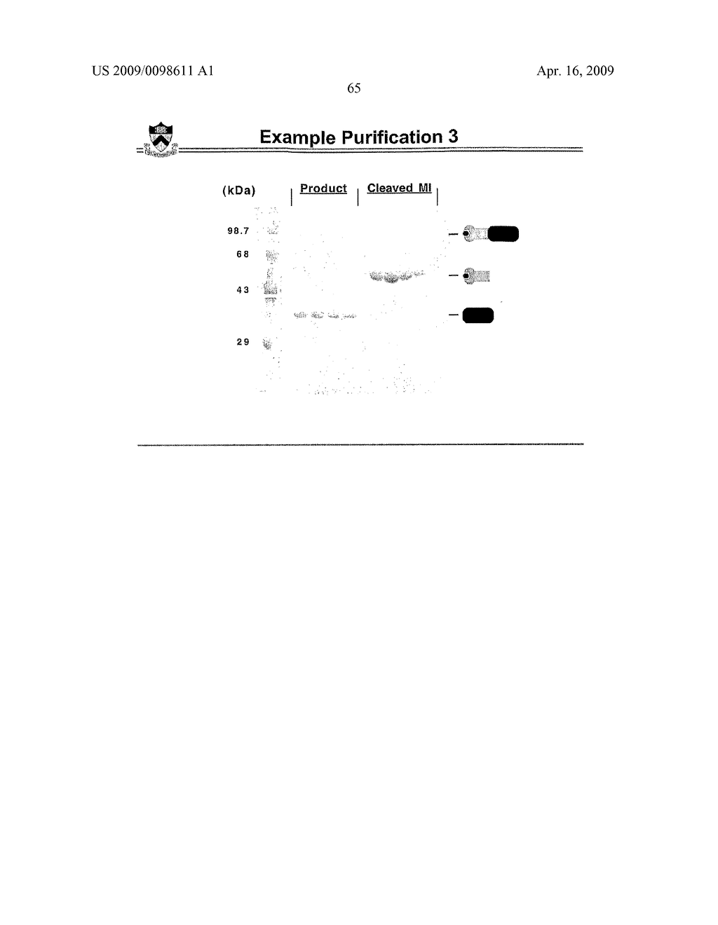 Self-cleaving affinity tags and methods of use - diagram, schematic, and image 77