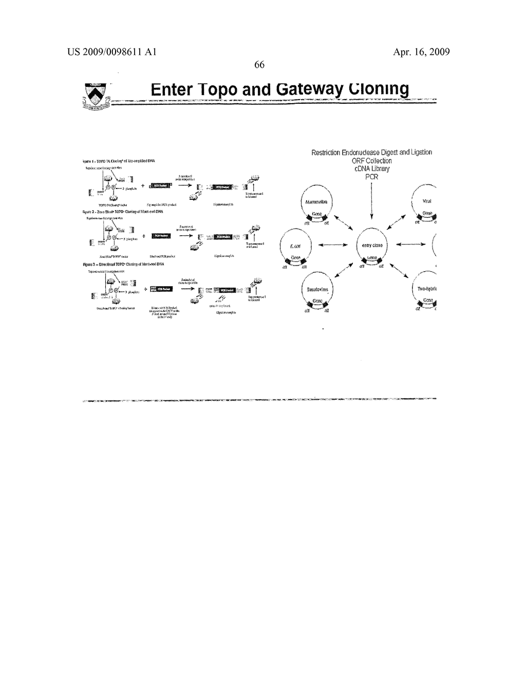 Self-cleaving affinity tags and methods of use - diagram, schematic, and image 78