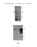 HMGN2 peptides and related molecules that selectively home to tumor blood vessels and tumor cells diagram and image