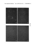 HMGN2 peptides and related molecules that selectively home to tumor blood vessels and tumor cells diagram and image