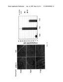 Pyrvinium For The Treatment of Cancer diagram and image