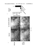 Pyrvinium For The Treatment of Cancer diagram and image