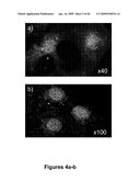 MUSCLE LAMIN A/C INTERACTING PROTEIN, GENE ENCODING SAME, AND USES THEREFOR diagram and image