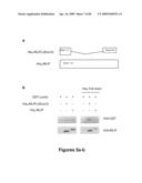 MUSCLE LAMIN A/C INTERACTING PROTEIN, GENE ENCODING SAME, AND USES THEREFOR diagram and image