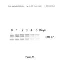 MUSCLE LAMIN A/C INTERACTING PROTEIN, GENE ENCODING SAME, AND USES THEREFOR diagram and image