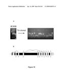 MUSCLE LAMIN A/C INTERACTING PROTEIN, GENE ENCODING SAME, AND USES THEREFOR diagram and image