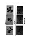 Transcription Factor Stress-Related Proteins and Methods of Use in Plants diagram and image