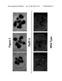 Transcription Factor Stress-Related Proteins and Methods of Use in Plants diagram and image