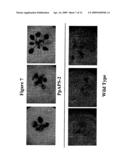 Transcription Factor Stress-Related Proteins and Methods of Use in Plants diagram and image