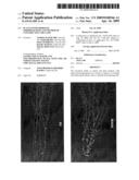 PLANTS WITH IMPROVED MORPHOGENESIS AND METHOD OF CONSTRUCTING THE SAME diagram and image