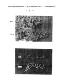 PLANTS WITH IMPROVED MORPHOGENESIS AND METHOD OF CONSTRUCTING THE SAME diagram and image