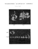 PLANTS WITH IMPROVED MORPHOGENESIS AND METHOD OF CONSTRUCTING THE SAME diagram and image