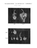 PLANTS WITH IMPROVED MORPHOGENESIS AND METHOD OF CONSTRUCTING THE SAME diagram and image