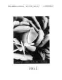 BASIC METAL NITRATE, PROCESS FOR PRODUCING THE SAME AND GAS GENERATING AGENT COMPOSITION diagram and image