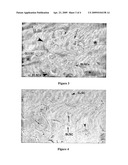 Non-Embryonic Totipotent Blastomere-Like Stem Cells And Methods Therefor diagram and image