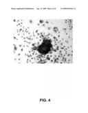 ANGIOGENIC CELLS FROM HUMAN PLACENTAL PERFUSATE diagram and image