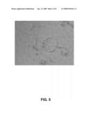 ANGIOGENIC CELLS FROM HUMAN PLACENTAL PERFUSATE diagram and image