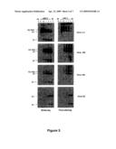 ANTI-HEPATITIS C VIRUS ANTIBODY AND USES THEREOF diagram and image