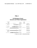 METHODS AND COMPOSITIONS FOR TREATMENT AND DIAGNOSIS OF FIBROSIS, TUMOR INVASION, ANGIOGENESIS, AND METASTASIS diagram and image