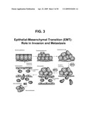 METHODS AND COMPOSITIONS FOR TREATMENT AND DIAGNOSIS OF FIBROSIS, TUMOR INVASION, ANGIOGENESIS, AND METASTASIS diagram and image