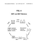 METHODS AND COMPOSITIONS FOR TREATMENT AND DIAGNOSIS OF FIBROSIS, TUMOR INVASION, ANGIOGENESIS, AND METASTASIS diagram and image