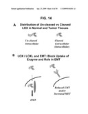 METHODS AND COMPOSITIONS FOR TREATMENT AND DIAGNOSIS OF FIBROSIS, TUMOR INVASION, ANGIOGENESIS, AND METASTASIS diagram and image