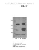 METHODS AND COMPOSITIONS FOR TREATMENT AND DIAGNOSIS OF FIBROSIS, TUMOR INVASION, ANGIOGENESIS, AND METASTASIS diagram and image