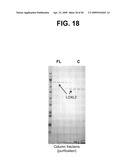 METHODS AND COMPOSITIONS FOR TREATMENT AND DIAGNOSIS OF FIBROSIS, TUMOR INVASION, ANGIOGENESIS, AND METASTASIS diagram and image