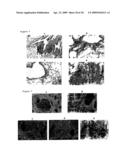 Vaccine for House Dust Mite Allergen Using Naked DNA diagram and image