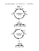 Construction of novel strains containing minimizing genome by tn5-coupled cre/loxp excision system diagram and image