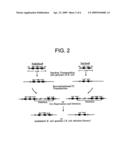 Construction of novel strains containing minimizing genome by tn5-coupled cre/loxp excision system diagram and image