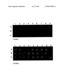 ARRAY OF NUCLEOTIDIC SEQUENCES FOR THE DETECTION AND IDENTIFICATION OF GENES THAT CODIFY PROTEINS WITH ACTIVITIES RELEVANT IN BIOTECHNOLOGY PRESENT IN A MICROBIOLOGICAL SAMPLE, AND METHOD FOR USING THIS ARRAY diagram and image