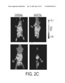POSITRON EMISSION TOMOGRAPHY PROBES FOR IMAGING IMMUNE ACTIVATION AND SELECTED CANCERS diagram and image