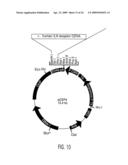 Interleukin-9 receptor mutants diagram and image