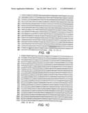 Polyubiquitin Rubi3 Promoter and 5  Regulatory Sequences diagram and image