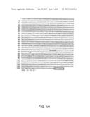 Polyubiquitin Rubi3 Promoter and 5  Regulatory Sequences diagram and image