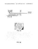 Polyubiquitin Rubi3 Promoter and 5  Regulatory Sequences diagram and image